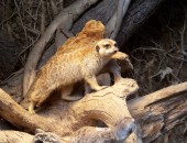 Dortmund: Zoo