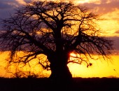 Kenia, Baum