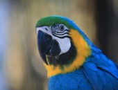 Teneriffa, Papagei im Loro Parque