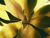 Tenerife, Pflanze