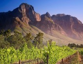Kapstadt: Weingut