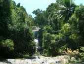 Wald Koh Samui, Wald