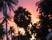 Phuket, Palmen Phuket, Palmen