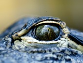 Krokodil in den Everglades Krokodil in den Everglades