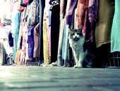 Dubai, Katze im Suk