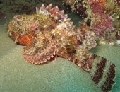 Punta Cana, bunte Unterwasserwelt