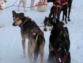 Finnland, Hundeschlitten