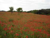 Montpellier, Mohnblüten