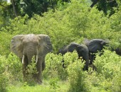 Ghana, Safari