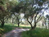 Korfu, Olivenbäume
