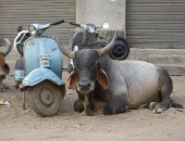 Indien, Kuh