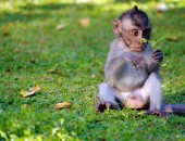 Denpasar, keiner Affe am Tempel