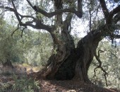 Israel, alter Olivenbaum