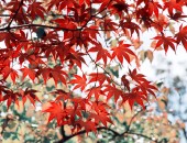 Japan, Herbst