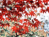 Japan, Herbst Japan, Herbst
