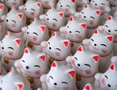 Japan, Katzen Japan, Katzen