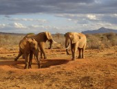 Kenia, Elefanten
