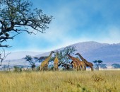 Kenia, Giraffen
