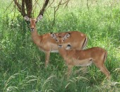 Mombasa, Safari Mombasa, Safari