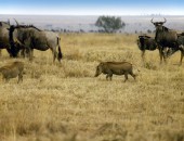 Nairobi, Safari