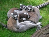 Madagaskar, Lemuren