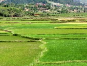 Madagaskar, Reisfelder