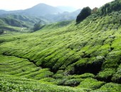 Malaysia, Teeplantagen
