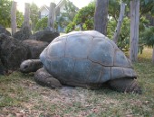 Mauritius, Schildkröte Mauritius, Schildkröte