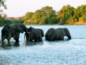 Namibia, Elefanten Namibia, Elefanten