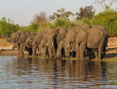 Windhoek, Elefanten