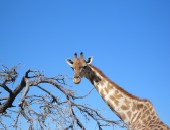 Windhoek, Giraffe Windhoek, Giraffe
