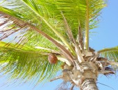 Curaçao, Palme Curaçao, Palme