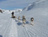 Norwegen, Hundeschlitten