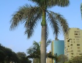 Lima, Palme Lima, Palme