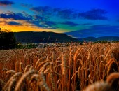 Schweiz, Feld