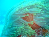 Seychellen, bunte Unterwasserwelt