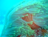 Seychellen, bunte Unterwasserwelt Seychellen, bunte Unterwasserwelt