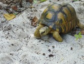 Seychellen, Schildkröte