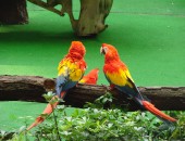 Singapur, Park