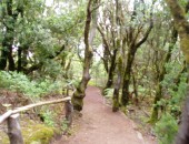Garajonay-Park Gran Canaria: Garajonay-Park