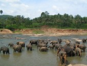 Sri Lanka, Elefanten