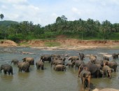 Sri Lanka, Elefanten Sri Lanka, Elefanten
