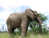 Südafrika, Safari Südafrika, Safari