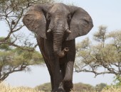 Tansania, Safari