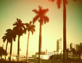 Palmen in Miami Palmen in Miami