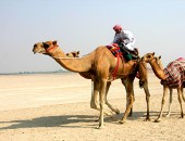Dubai, Kamele Dubai, Kamele