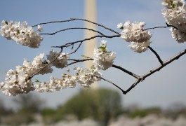 Washington lädt zum Kirschblüten-Festival