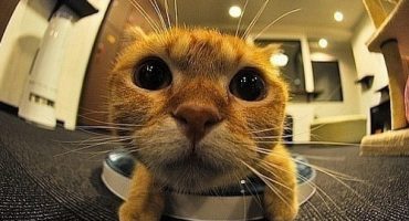 Streicheleinheiten zum Kaffee