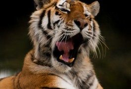 Indien verbietet Tiger-Jagd… mit der Kamera