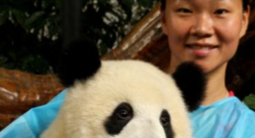 Panda-Botschafter gesucht!